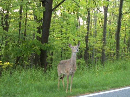 Deer Posing on Skyline Drive